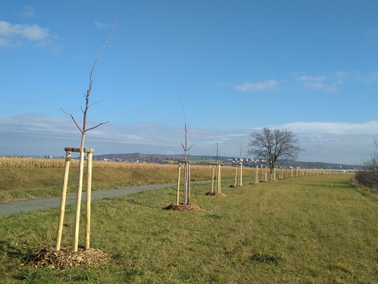 Nově vysazovaná zeleň podél Olšavy