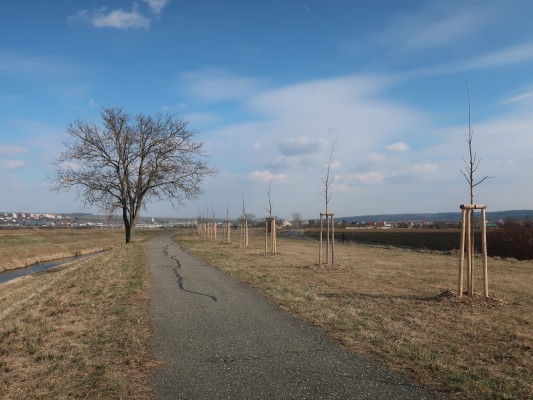 Nově vysazovaná zeleň podél Olšavy